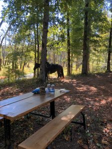 Picnic Area